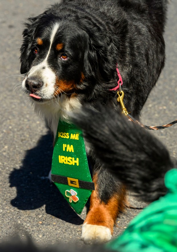 The Bernese Mountain Dog Club of Watchung marches Saturday, March 14, 2026, during the 16th annual Parade of Shamrocks in downtown Bethlehem. The parade was presented by the Celtic Cultural Alliance and Historic Hotel Bethlehem. The St. Patrick's Day celebration featured pipe bands, school marching bands and community groups, starting on Broad Street and ending under the Hill-To-Hill Bridge.(April Gamiz/The Morning Call)