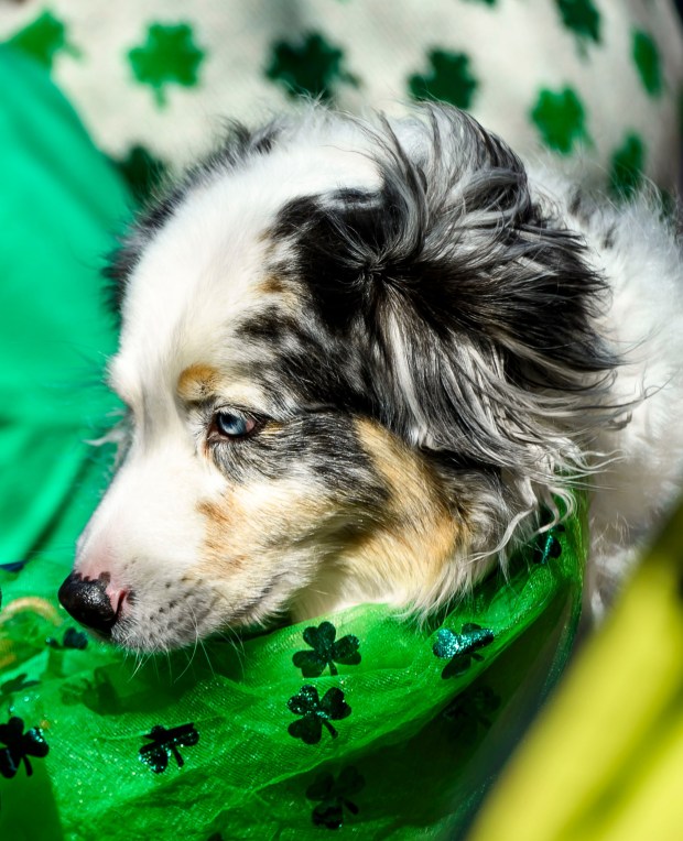 Apollo, a seven-year-old Austrian Sheep dog, watches the parade with his family as the wind gusts through his hair Saturday, March 14, 2026, during the 16th annual Parade of Shamrocks in downtown Bethlehem. The parade was presented by the Celtic Cultural Alliance and Historic Hotel Bethlehem. The St. Patrick's Day celebration featured pipe bands, school marching bands and community groups, starting on Broad Street and ending under the Hill-To-Hill Bridge.(April Gamiz/The Morning Call)