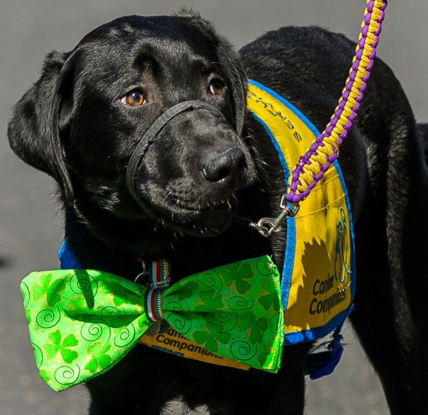 Canine Companions dogs show off their Irish spirit Saturday, March 14, 2026, during the 16th annual Parade of Shamrocks in downtown Bethlehem. The parade was presented by the Celtic Cultural Alliance and Historic Hotel Bethlehem. The St. Patrick's Day celebration featured pipe bands, school marching bands and community groups, starting on Broad Street and ending under the Hill-To-Hill Bridge.(April Gamiz/The Morning Call)