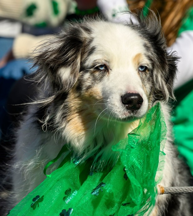 Apollo, a seven-year-old Austrian Sheep dog, watches the parade with his family as the wind gusts through his hair Saturday, March 14, 2026, during the 16th annual Parade of Shamrocks in downtown Bethlehem. The parade was presented by the Celtic Cultural Alliance and Historic Hotel Bethlehem. The St. Patrick's Day celebration featured pipe bands, school marching bands and community groups, starting on Broad Street and ending under the Hill-To-Hill Bridge.(April Gamiz/The Morning Call)