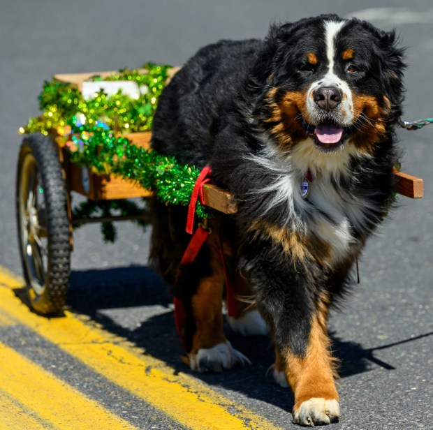 The Bernese Mountain Dog Club of Watchung marches Saturday, March 14, 2026, during the 16th annual Parade of Shamrocks in downtown Bethlehem. The parade was presented by the Celtic Cultural Alliance and Historic Hotel Bethlehem. The St. Patrick's Day celebration featured pipe bands, school marching bands and community groups, starting on Broad Street and ending under the Hill-To-Hill Bridge.(April Gamiz/The Morning Call)