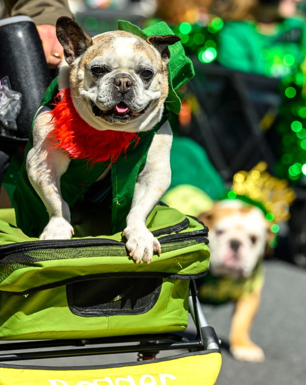 Dogs show off their Irish spirit as they march Saturday, March 14, 2026, during the 16th annual Parade of Shamrocks in downtown Bethlehem. The parade was presented by the Celtic Cultural Alliance and Historic Hotel Bethlehem. The St. Patrick's Day celebration featured pipe bands, school marching bands and community groups, starting on Broad Street and ending under the Hill-To-Hill Bridge.(April Gamiz/The Morning Call)