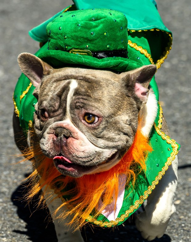 Dogs show off their Irish spirit as they march Saturday, March 14, 2026, during the 16th annual Parade of Shamrocks in downtown Bethlehem. The parade was presented by the Celtic Cultural Alliance and Historic Hotel Bethlehem. The St. Patrick's Day celebration featured pipe bands, school marching bands and community groups, starting on Broad Street and ending under the Hill-To-Hill Bridge.(April Gamiz/The Morning Call)