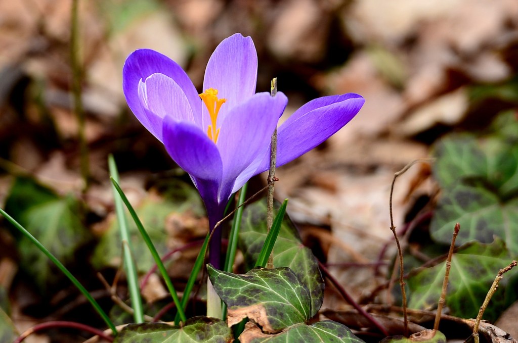 Spring start brings warmer temperatures