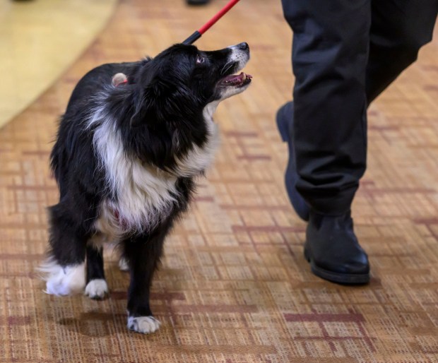 Rose of Sharon wags her tail as she walks with her caretaker, Pete Pruim, on Tuesday, March 17, 2026, during a St. Patrick's Day celebration at Arden Courts Old Orchard, a memory care community, in Bethlehem Township. (April Gamiz/The Morning Call)