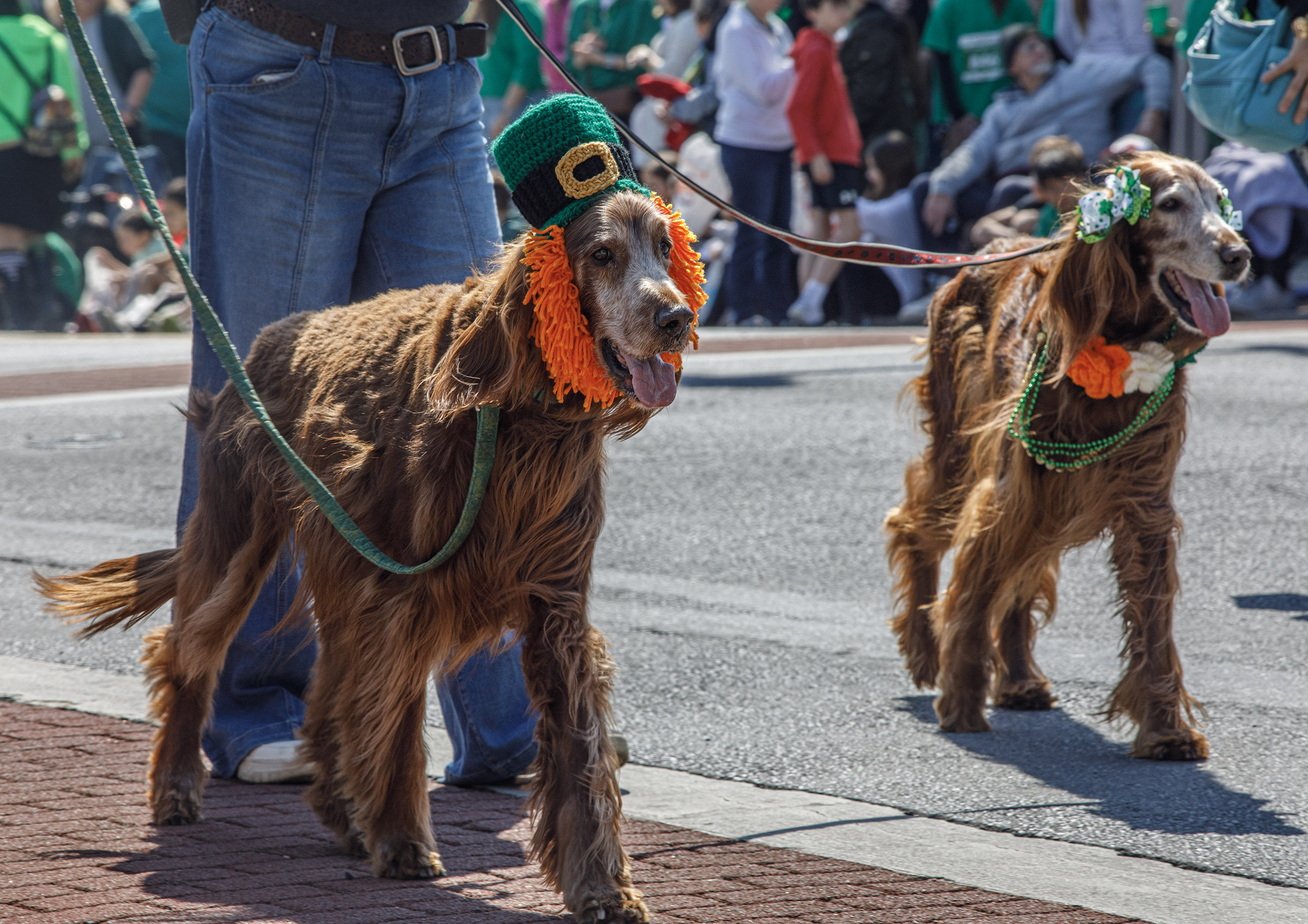 Irish Setter litter mates, Gibbs, 12 and his sister Abbey,...