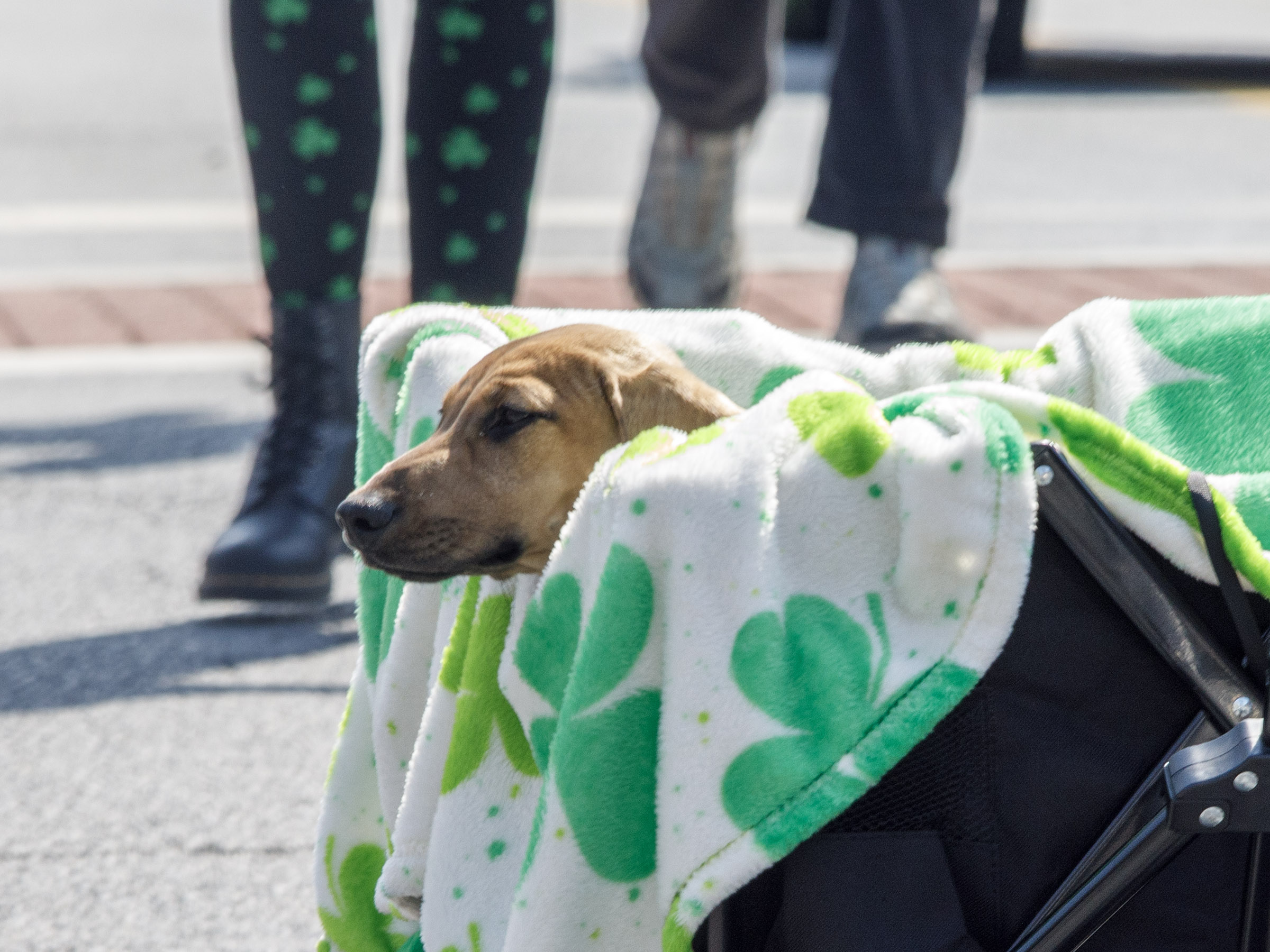 A pup gets a ride wile attending the St. Patrickâs...