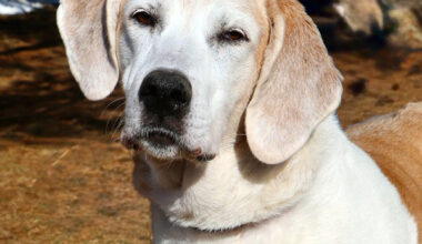 Spotlight on adoptable pets in the Lehigh Valley