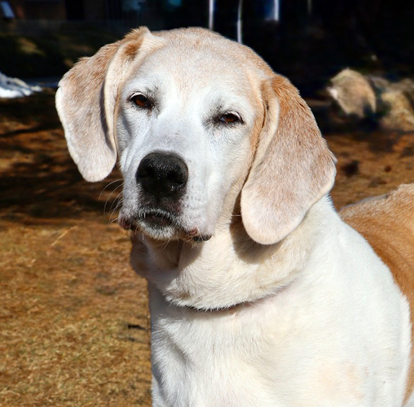 Spotlight on adoptable pets in the Lehigh Valley