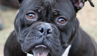 Spotlight on adoptable pets in the Lehigh Valley