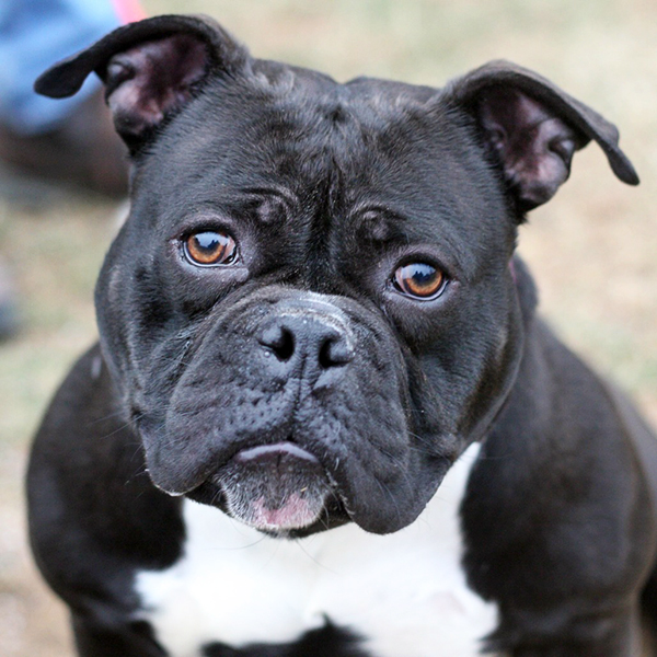 Spotlight on adoptable pets in the Lehigh Valley