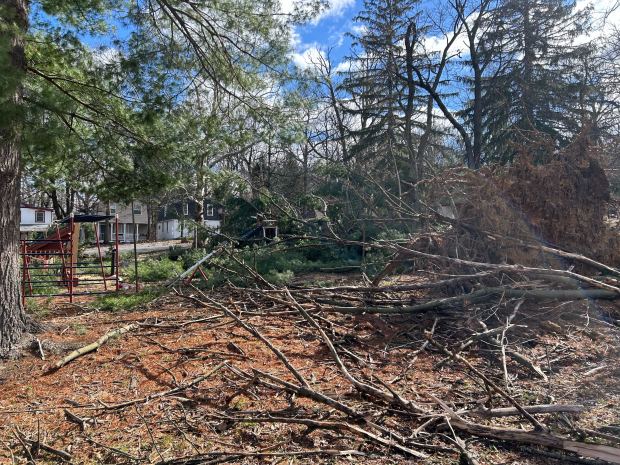Downed trees litter the ground Tuesday, March 17, 2026, at Waldheim Park in Allentown. (Lindsay Weber / The Morning Call)