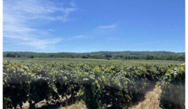 Borrello, Molitor call grape pact cancellation ‘significant setback’ | News, Sports, Jobs