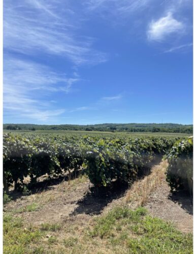 Borrello, Molitor call grape pact cancellation ‘significant setback’ | News, Sports, Jobs