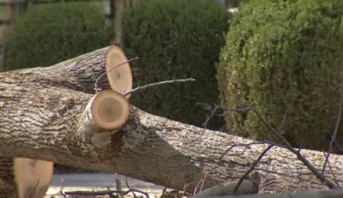 Worker struck, killed by tree in Newtown Square, Pennsylvania – NBC10 Philadelphia