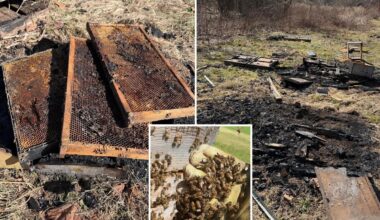 50,000 bees killed in 'deliberate' arson of hives at family-owned Pennsylvania farm