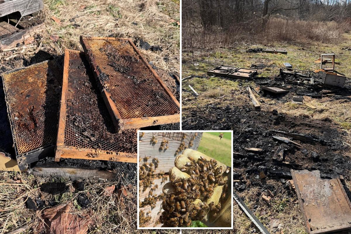 50,000 bees killed in 'deliberate' arson of hives at family-owned Pennsylvania farm