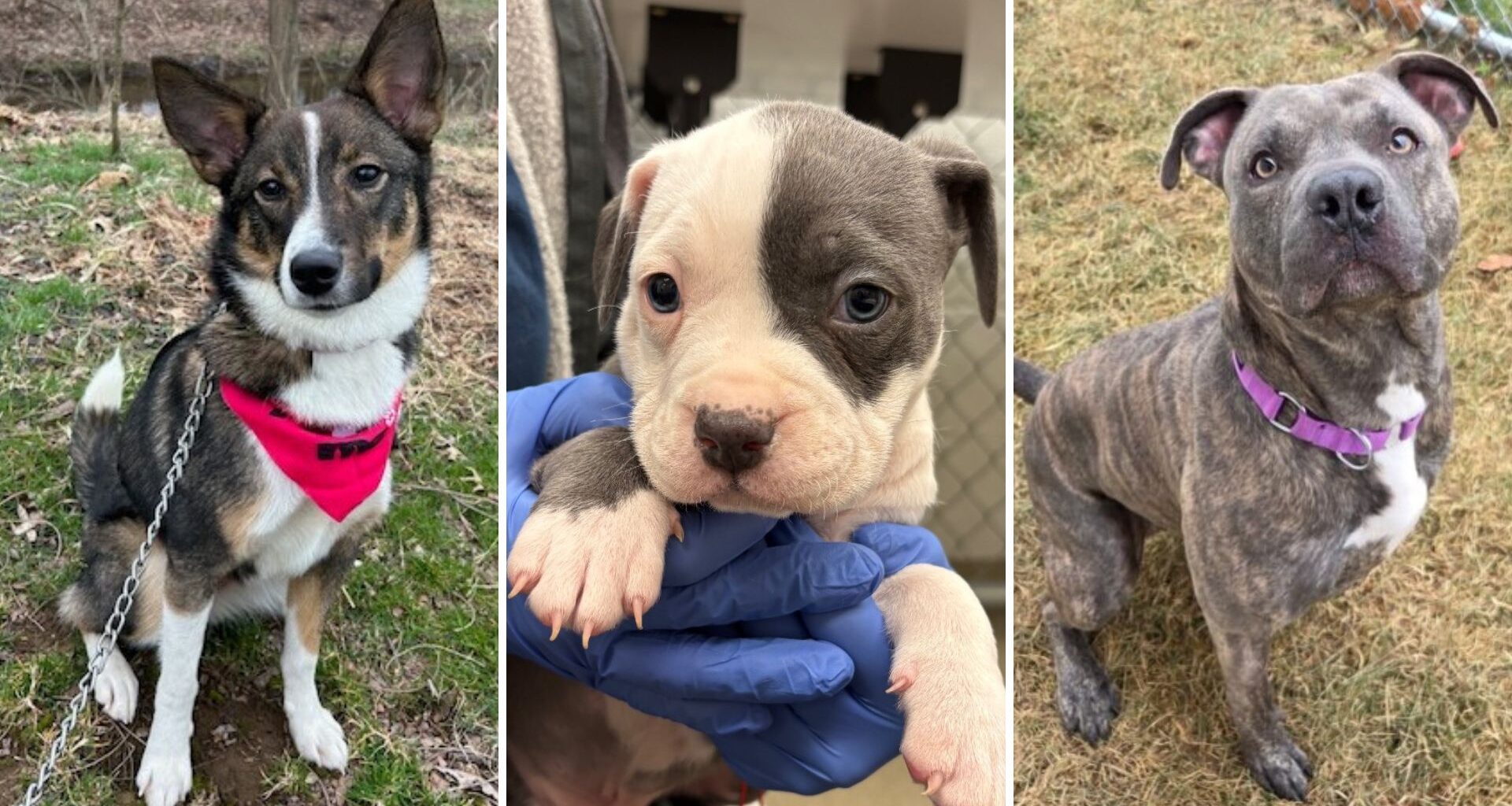 Celebrate National Puppy Day With These Adoptable Pups