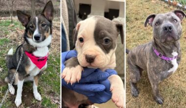 Celebrate National Puppy Day With These Adoptable Pups