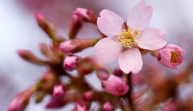 Small pink blossoms start to bloom on a tree on North 31st Street in Brewerytown in March of last year. It's about to get more colorful around here.