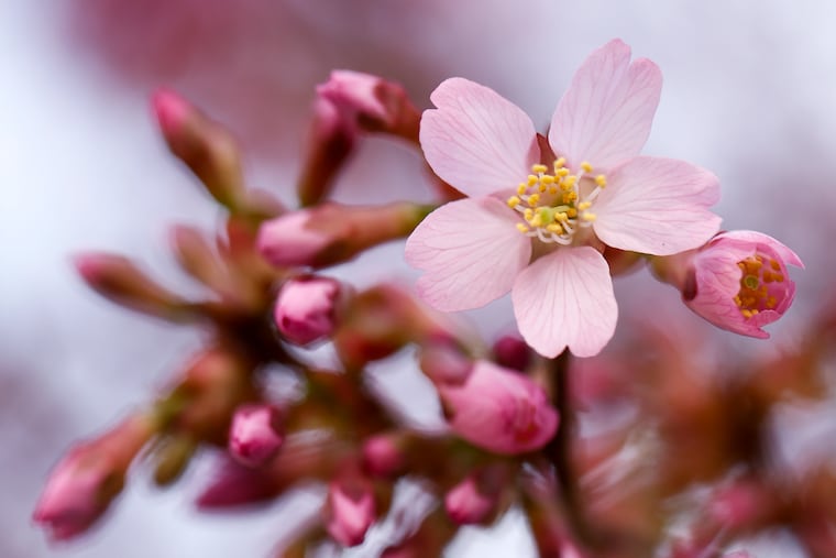 Small pink blossoms start to bloom on a tree on North 31st Street in Brewerytown in March of last year. It's about to get more colorful around here.