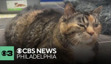 CBS Pet Project: The dos and don'ts to build trust with your cat