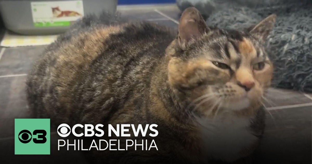 CBS Pet Project: The dos and don'ts to build trust with your cat