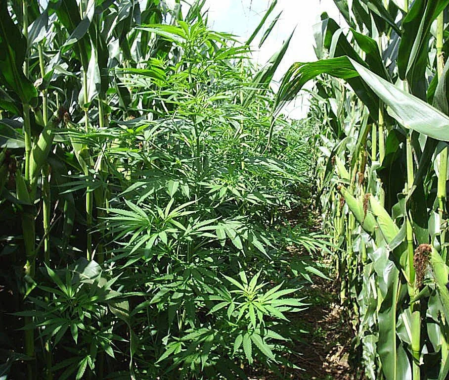 This undated file photo depicts mature marijuana plants that members of the Pennsylvania State Police Vice Unit found growing in a cornfield in the Erie region.