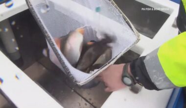 Officials warn against eating fish from Middle Spring Creek due to high PFOS levels in Cumberland and Franklin counties