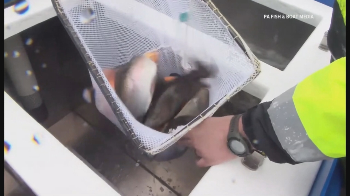 Officials warn against eating fish from Middle Spring Creek due to high PFOS levels in Cumberland and Franklin counties