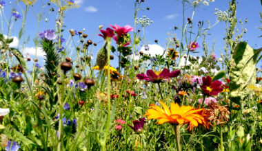 Meadow With A Lot Of Colorful Flowers