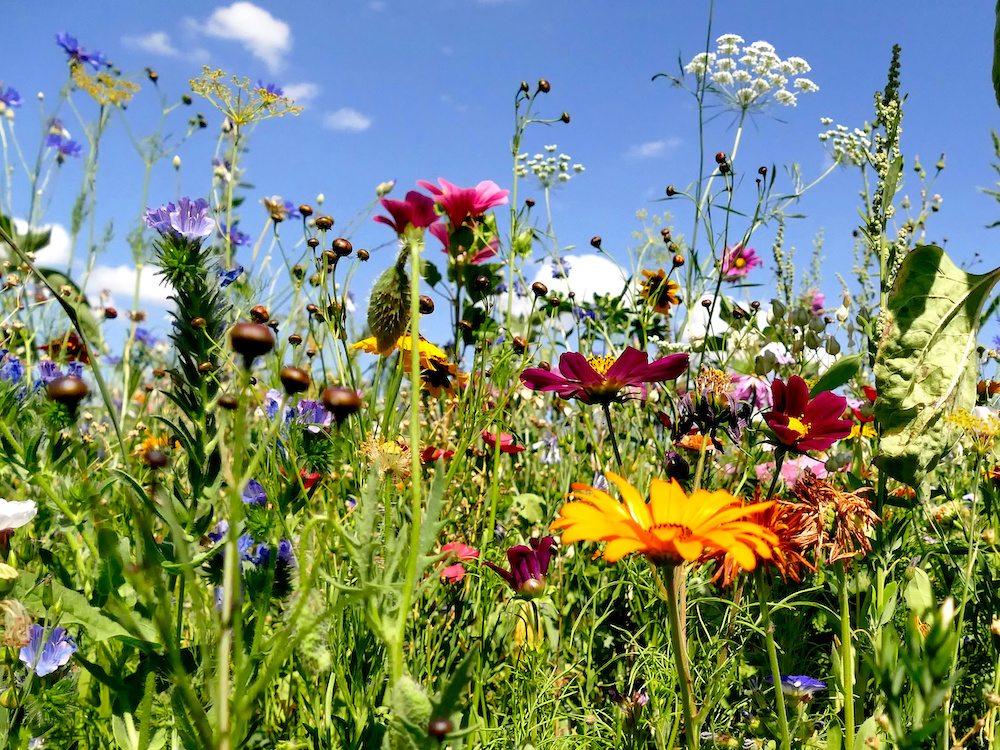 Meadow With A Lot Of Colorful Flowers