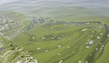 In this Aug. 3, 2014, file photo, an algae bloom covers part of Lake Erie near Toledo, Ohio. (AP Photo/Haraz N. Ghanbari)