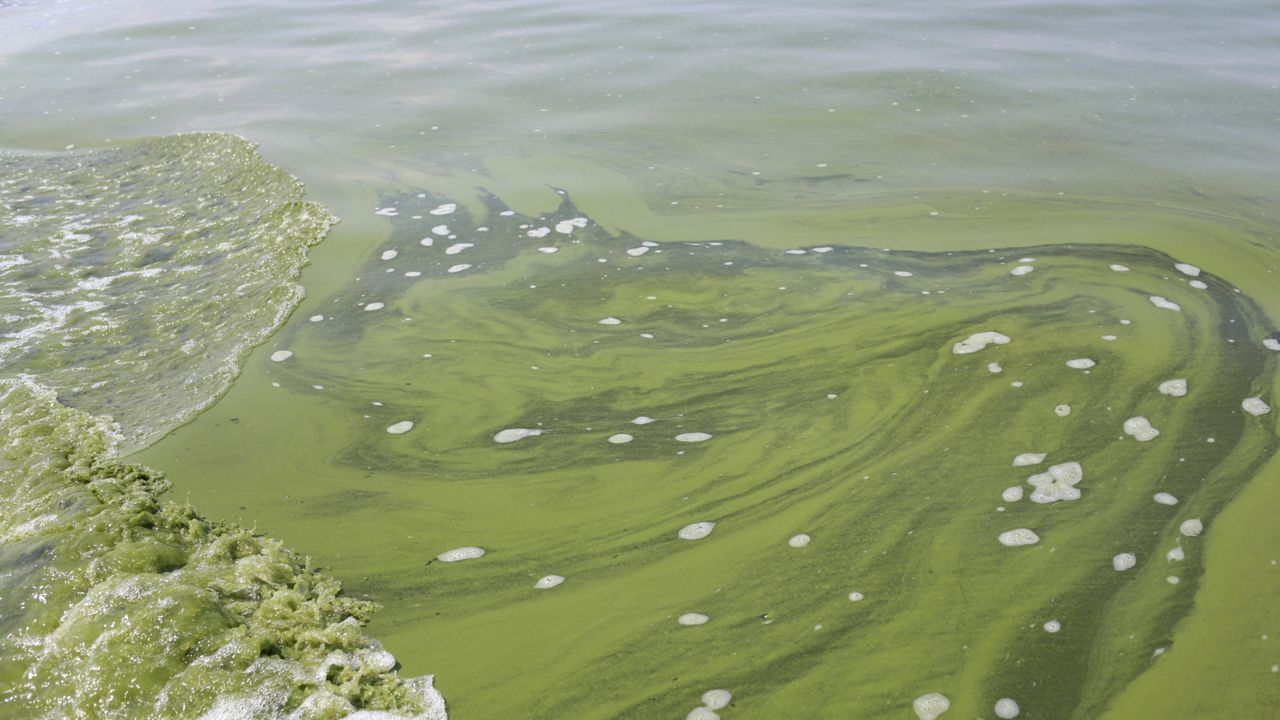 In this Aug. 3, 2014, file photo, an algae bloom covers part of Lake Erie near Toledo, Ohio. (AP Photo/Haraz N. Ghanbari)