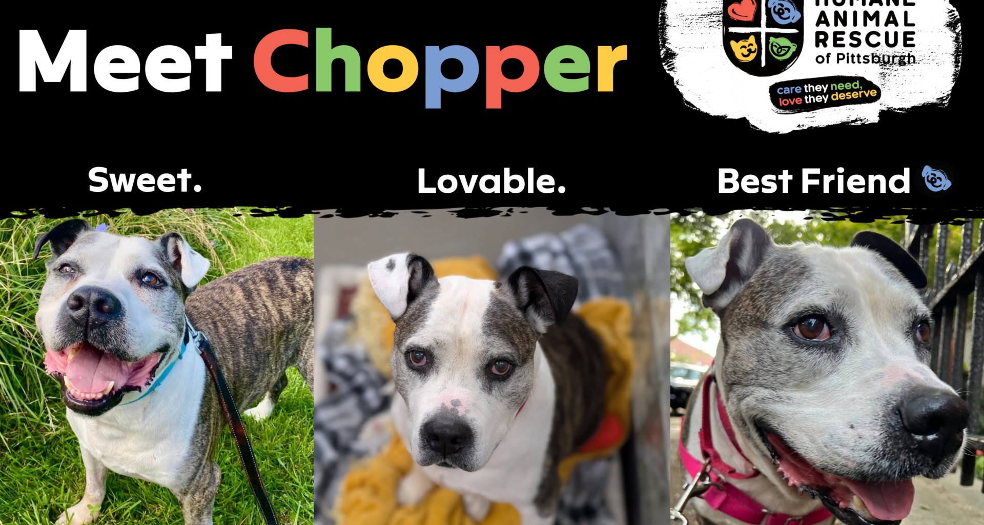 April 17 Pet Of The Month Feature Chopper 1000x667 Harp