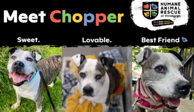 April 17 Pet Of The Month Feature Chopper 1000x667 Harp