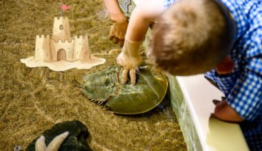 An indoor boardwalk experience is coming to this NJ aquarium