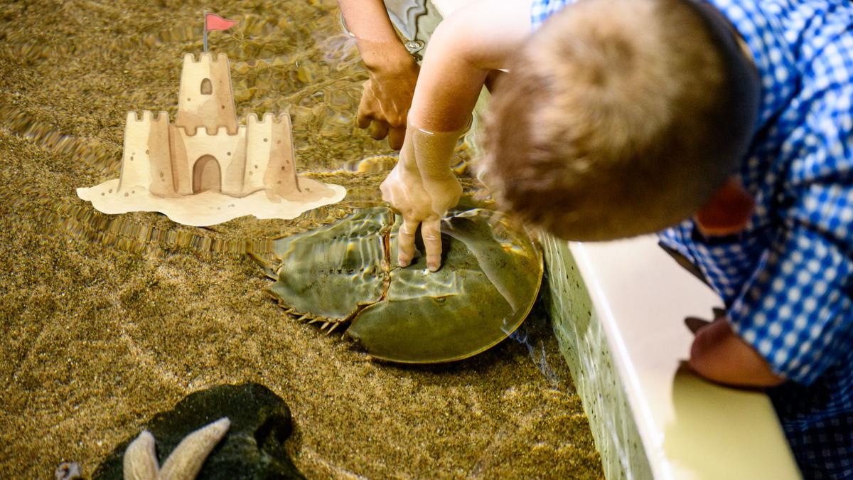 An indoor boardwalk experience is coming to this NJ aquarium