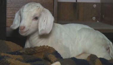 Baby goats born at SPCA Serving Erie County, after rescue