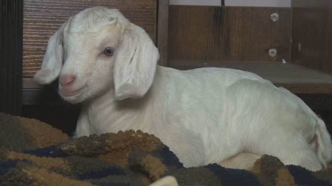 Baby goats born at SPCA Serving Erie County, after rescue