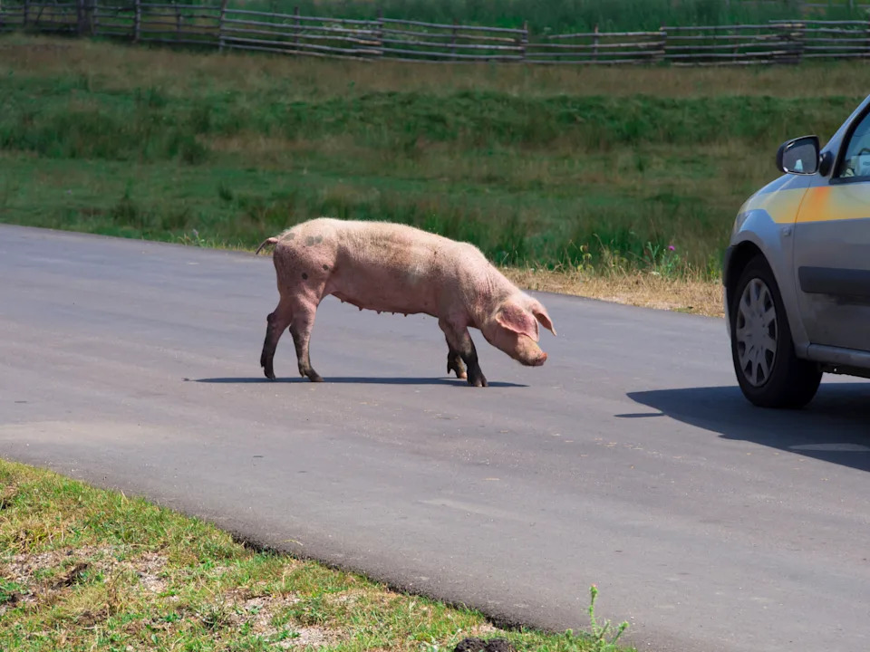 A pig standing on a rural road looks at a parked car as if inspecting it