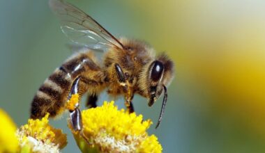 PA Apiray Arson Kills Tens Of Thousands Of Bees