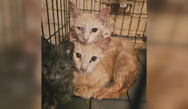 25 cats rescued from extreme hoarding situation in Bucks County, Pennsylvania