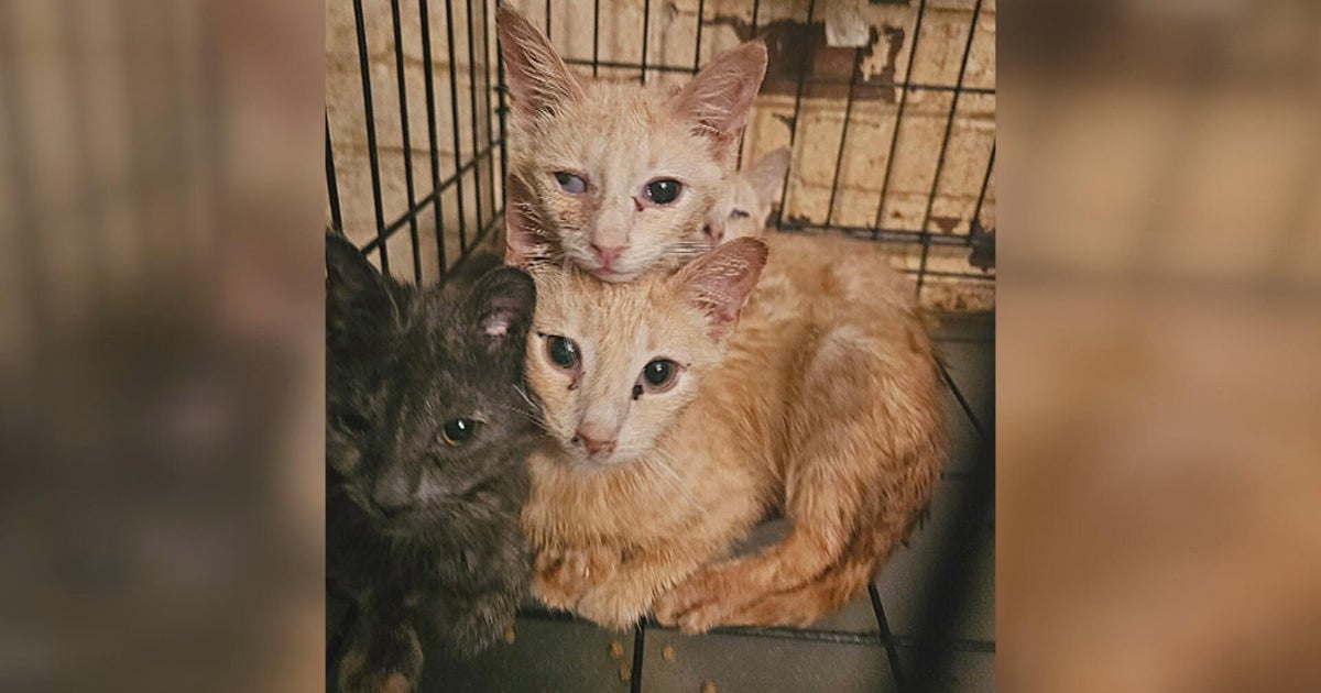 25 cats rescued from extreme hoarding situation in Bucks County, Pennsylvania