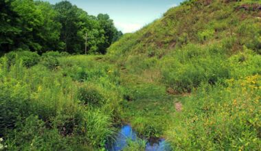 Editorial: Enhanced wildlife corridors will make Pennsylvania better for animals and humans