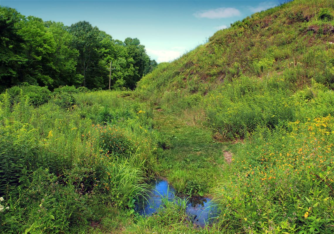 Editorial: Enhanced wildlife corridors will make Pennsylvania better for animals and humans