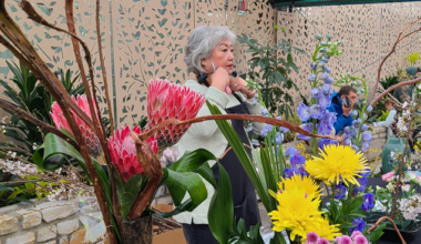 Cherry Blossom Festival is coming to Philly as peak bloom approaches