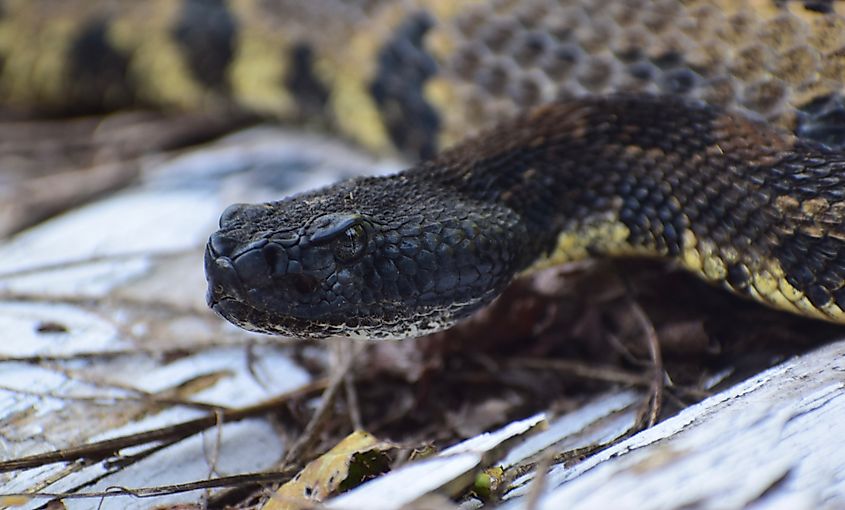 The timber rattlesnake.