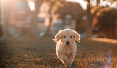 Dog Wardens to Conduct License, Rabies Compliance Checks