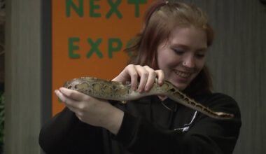 Folks slither to reptile expo in Scranton